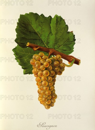 Ampelograhie. grape variety science. oenology. viticulture. grape. vine. Sauvignon Blanc. also called Blanc Fumé. or Sauvignon Jaune. is a white wine variety with worldwide distribution. digitally enhanced reproduction of a template by Jules Tronca (1855 to 1915). Historical