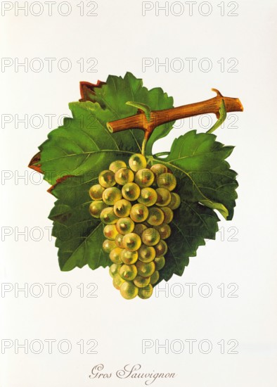 Ampelograhie. grape variety science. oenology. viticulture. grape. vine. Gros Sauvignon Blanc. also called Blanc Fumé. or Sauvignon Jaune. is a white wine variety with worldwide distribution. digitally enhanced reproduction of a template by Jules Tronca (1855 to 1915). Historical