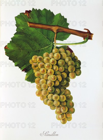 Ampelograhie. grape variety science. oenology. viticulture. grape. vine. Sémillon is a white wine variety that is particularly widespread and important in France. digitally enhanced reproduction of a template by Jules Tronca (1855 to 1915). historical
