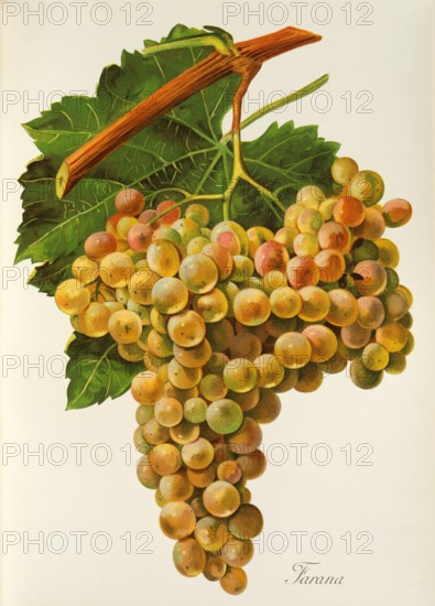Ampelograhie. Grape variety science. Oenology. Viticulture. Grape. Vine. Farana grape is a synonym for the white grape variety Damaschino. which originates from Italy or Spain. Table grape. digitally enhanced reproduction of a template by Jules Tronca (1855 to 1915). Historical