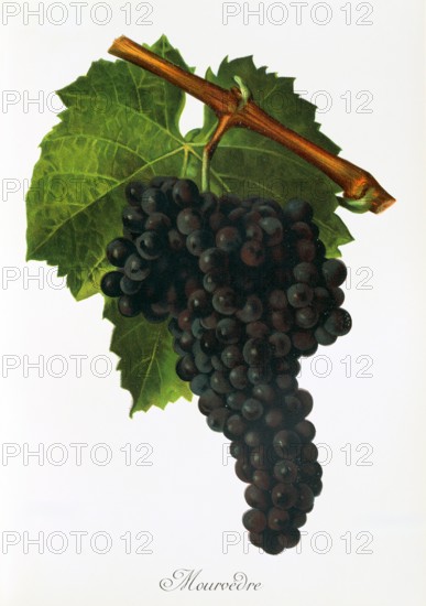 Ampelograhie. Grape variety science. Oenology. Viticulture. Grape. Grapevine. Mourvedre. Monastrell is a red wine variety that is mainly found in Spain and southern France. but is also cultivated in Australia and California. digitally enhanced reproduction of a template by Jules Tronca (1855 to 1915). Historical