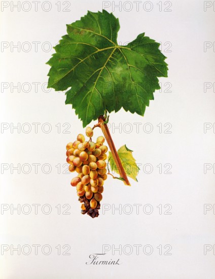 Ampelograhie. Grape variety science. Oenology. Viticulture. Grape. Vine. Furmint is the autochthonous white grape variety of the Hungarian wine-growing region of Tokaj. digitally enhanced reproduction of a template by Jules Tronca (1855 to 1915). Historical