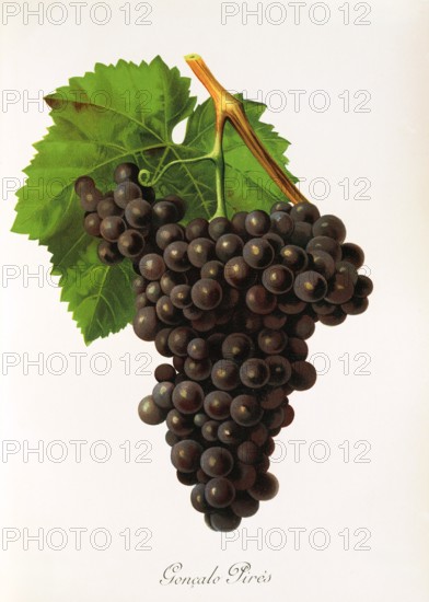 Ampelograhie. grape variety science. oenology. viticulture. grape. grapevine. Goncalo Pires. red grape from Portugal. digitally enhanced reproduction of a model by Jules Tronca (1855 to 1915). historical