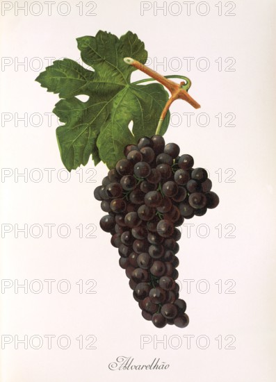 Ampelograhie. grape variety science. oenology. viticulture. grape. vine. Alvarelhao grape. is one of the older grape varieties in Portugal. digitally enhanced reproduction of a template by Jules Tronca (1855 to 1915). historical