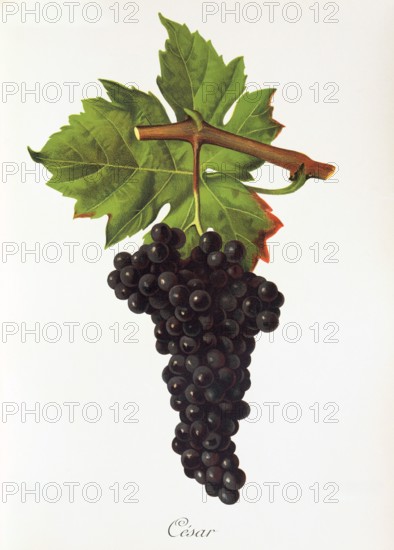 Ampelograhie. grape variety science. oenology. viticulture. grape. grapevine. César is an autochthonous red wine variety from the north of France. digitally enhanced reproduction of a template by Jules Tronca (1855 to 1915). historical