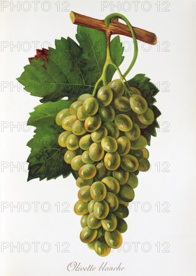 Ampelograhie. grape variety science. oenology. viticulture. grape. vine. Olivette Blanche Taube. large white grape variety of the Northern Rhône. France. digitally enhanced reproduction of an original by Jules Tronca (1855 to 1915). historical
