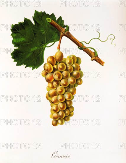 Ampelograhie. grape variety science. oenology. viticulture. grape. grapevine. Gouveio grape. an autochthonous white wine variety from Portugal. digitally enhanced reproduction of a model by Jules Tronca (1855 to 1915). historical