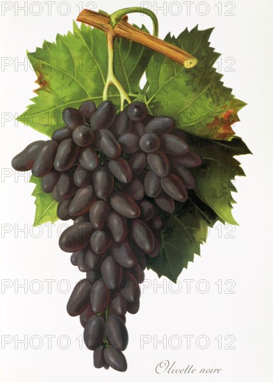 Ampelograhie. grape variety science. oenology. viticulture. grape. vine. Olivette Noire grape. red grape variety from France. digitally enhanced reproduction of a model by Jules Tronca (1855 to 1915). historical