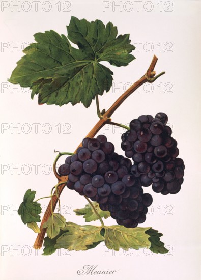 Ampelograhie. grape variety science. oenology. viticulture. grape. vine. Pinot Meunier or Schwarzriesling. Müllerrebe. is a red wine variety and belongs to the group of Burgundy varieties. digitally enhanced reproduction of a template by Jules Tronca (1855 to 1915). historical