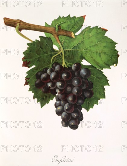 Ampelograhie. grape variety science. oenology. viticulture. grape. grapevine. Enfarine grape. red grape variety from France. digitally enhanced reproduction of a model by Jules Tronca (1855 to 1915). historical