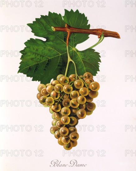 Ampelograhie. grape variety science. oenology. viticulture. grape. grapevine. Blanc Dame. an old white wine variety grown in the Sud-Ouest wine-growing region in southwest France. digitally enhanced reproduction of an original by Jules Tronca (1855 to 1915). historical