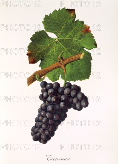 Ampelograhie. Grape variety science. Oenology. Viticulture. Grape. Vine. Trousseau grape is a red wine variety native to the Jura. digitally enhanced reproduction of a template by Jules Tronca (1855 to 1915). Historical