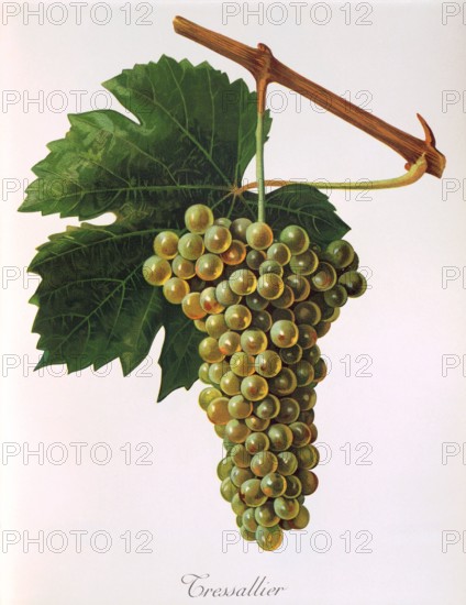 Ampelograhie. grape variety science. oenology. viticulture. grape. vine. Tressallier grape. a white grape variety grown mainly in the Loire region of France. digitally enhanced reproduction of an original by Jules Tronca (1855 to 1915). historical