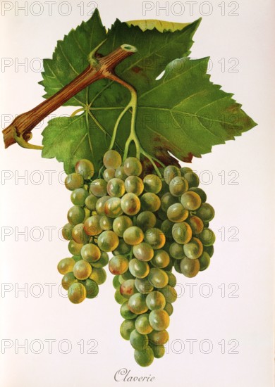 Ampelograhie. grape variety science. oenology. viticulture. grape. vine. Claverie grape. white grape variety from France. digitally enhanced reproduction of a model by Jules Tronca (1855 to 1915). historical