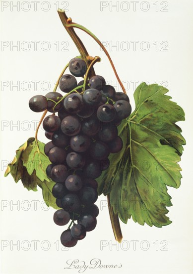 Ampelograhie. grape variety science. oenology. viticulture. grape. vine. Lady Downe grape. red grape variety is a new breed between Black Morocco x Muscat d'Alexandrie. digitally enhanced reproduction of a template by Jules Tronca (1855 to 1915). historical
