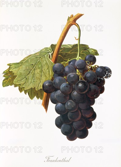 Ampelograhie. grape variety science. oenology. viticulture. grape. vine. Frankenthal grape. a medium ripening black table grape from Italy. digitally enhanced reproduction of an original by Jules Tronca (1855 to 1915). historical