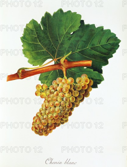 Ampelograhie. grape variety science. oenology. viticulture. grape. vine. Chenin Blanc grape. a widespread. old white wine variety that has been cultivated in France since the 9th century. digitally enhanced reproduction of an original by Jules Tronca (1855 to 1915). historical