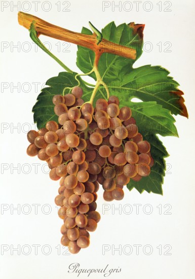Ampelograhie. grape variety science. oenology. viticulture. grape. vine. Piquepoul Gris grape. white wine variety with grey to rosé-colored grapes. which is permitted in French wines. digitally enhanced reproduction of an original by Jules Tronca (1855 to 1915). historical