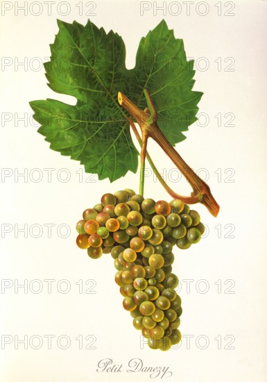 Ampelograhie. grape variety science. oenology. viticulture. grape. vine. Petit Danezy grape. white grape. digitally enhanced reproduction of a model by Jules Tronca (1855 to 1915). historical