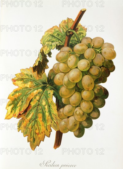 Ampelograhie. grape variety science. oenology. viticulture. grape. grapevine. Frankenthal grape. digitally enhanced reproduction of a model by Alexis Kreyder (1839 to 1912). historical