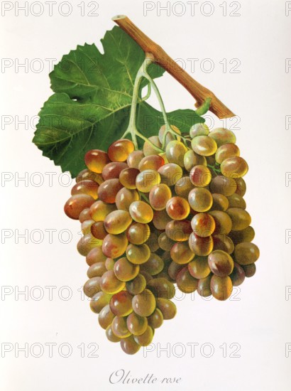 Ampelograhie. grape variety science. oenology. viticulture. grape. grapevine. Olivette Rose grape. digitally enhanced reproduction of a model by Jules Tronca (1855 to 1915). historical