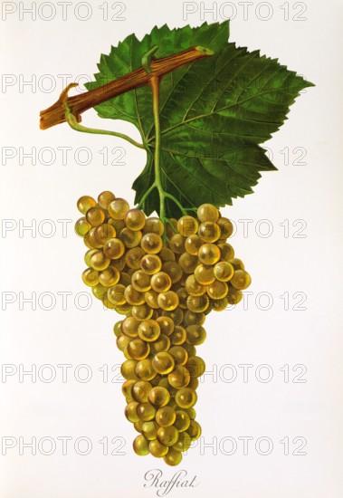 Ampelograhie. grape variety science. oenology. viticulture. grape. grapevine. Raffiat grape. digitally enhanced reproduction of a model by Jules Tronca (1855 to 1915). historical