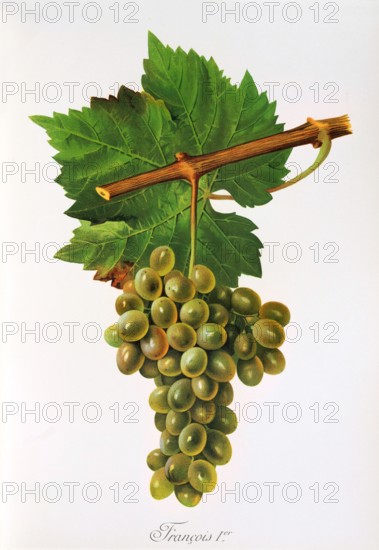 Ampelograhie. grape variety science. oenology. viticulture. grape. vine. Francois Premier grape. digitally enhanced reproduction of a model by Jules Tronca (1855 to 1915). historical
