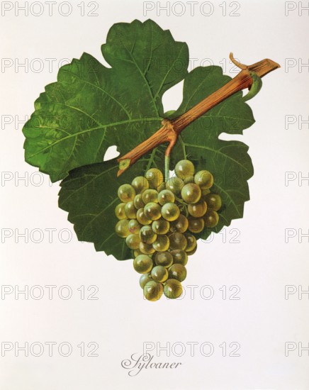 Ampelograhie. grape variety science. oenology. viticulture. grape. vine. Sylvaner grape. digitally enhanced reproduction of a model by Jules Tronca (1855 to 1915). historical