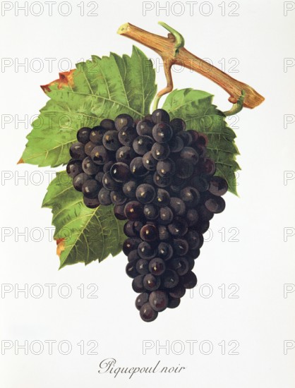 Ampelograhie. grape variety science. oenology. viticulture. grape. vine. Piquepoul Noir grape. digitally enhanced reproduction of a model by Jules Tronca (1855 to 1915). historical