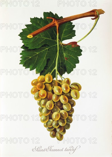 Ampelograhie. grape variety science. oenology. viticulture. grape. vine. Saint-Jeannet Tardif grape. digitally enhanced reproduction of a model by Jules Tronca (1855 to 1915). historical