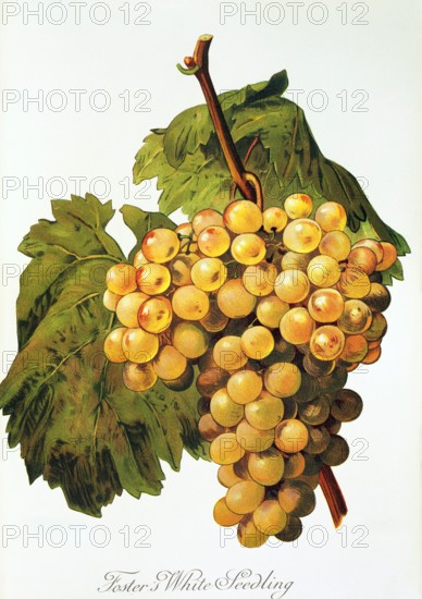Ampelograhie. Grape variety science. Oenology. Viticulture. Grape. Vine. Foster's White Seedling grape. digitally enhanced reproduction of a model by Alexis Kreyder (1839 to 1912). Historical