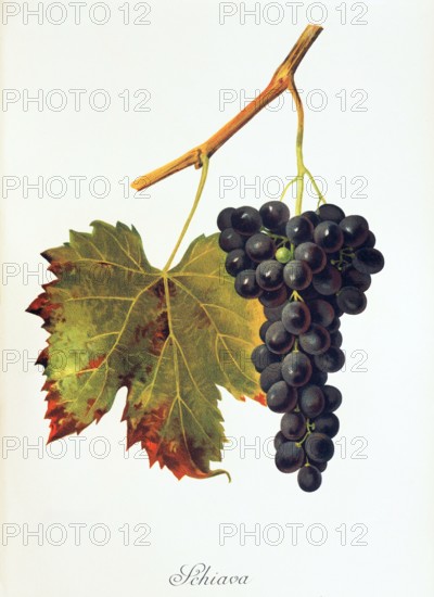 Ampelograhie. grape variety science. oenology. viticulture. grape. vine. Schiava grape. digitally enhanced reproduction of a model by Jules Tronca (1855 to 1915). historical