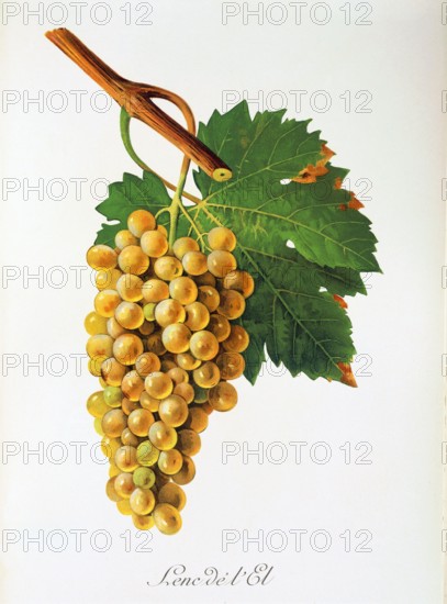 Ampelograhie. grape variety science. oenology. viticulture. grape. vine. Lenc de l'El grape. digitally enhanced reproduction of a model by Jules Tronca (1855 to 1915). historical