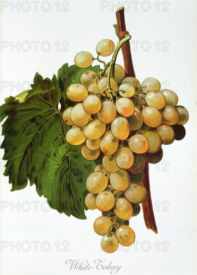 Ampelograhie. grape variety science. oenology. viticulture. grape. vine. White Tokay grape. digitally enhanced reproduction of a model by Alexis Kreyder (1839 to 1912). historical