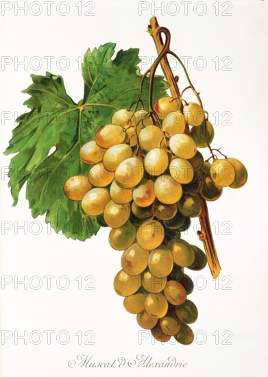 Ampelograhie. grape variety science. oenology. viticulture. grape. vine. Muscat d'Alexandrie grape. digitally enhanced reproduction of a template by Alexis Kreyder (1839 to 1912). historical