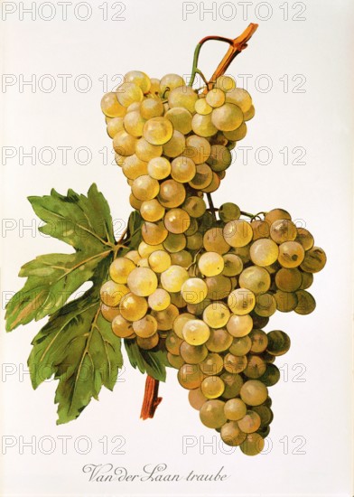 Ampelograhie. grape variety science. oenology. viticulture. grape. vine. Van der Laan grape. digitally enhanced reproduction of a model by Alexis Kreyder (1839 to 1912). historical