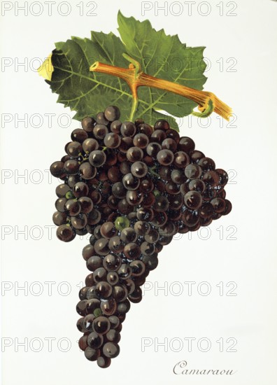 Ampelograhie. grape variety science. oenology. viticulture. grape. vine. Camaraou grape. digitally enhanced reproduction of a model by Jules Tronca (1855 to 1915). historical