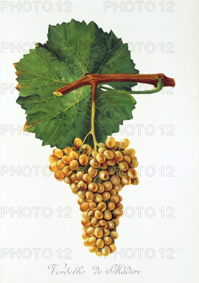 Ampelograhie. grape variety science. oenology. viticulture. grape. vine. Verdelho de Madere grape. digitally enhanced reproduction of a model by Jules Tronca (1855 to 1915). historical