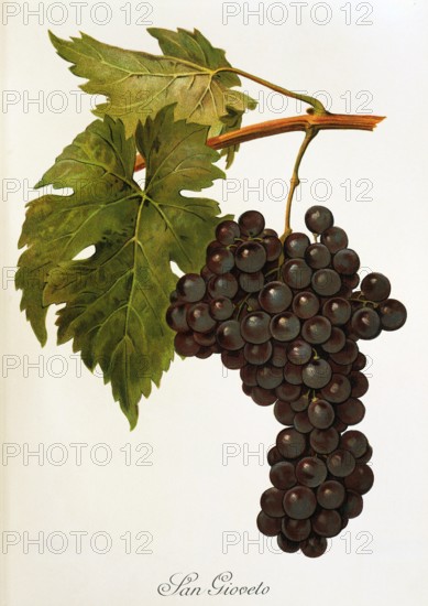 Ampelograhie. grape variety science. oenology. viticulture. grape. vine. San Gioveto grape. digitally enhanced reproduction of a model by Alexis Kreyder (1839 to 1912). historical