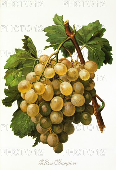 Ampelograhie. grape variety science. oenology. viticulture. grape. vine. Golden Champion grape. digitally enhanced reproduction of a model by Alexis Kreyder (1839 to 1912). historical