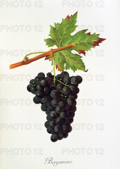 Ampelograhie. grape variety science. oenology. viticulture. grape. grapevine. Berzamino grape. digitally enhanced reproduction of a model by Jules Tronca (1855 to 1915). historical