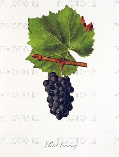 Ampelograhie. grape variety science. oenology. viticulture. grape. grapevine. Petit Gamay grape. digitally enhanced reproduction of a model by Jules Tronca (1855 to 1915). historical