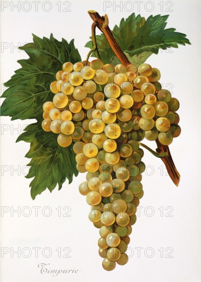 Ampelograhie. grape variety science. oenology. viticulture. grape. vine. Timpurie grape. digitally enhanced reproduction of a model by Alexis Kreyder (1839 to 1912). historical