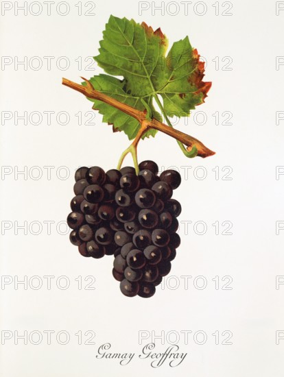 Ampelograhie. grape variety science. oenology. viticulture. grape. vine. Gamay Geoffray grape. digitally enhanced reproduction of a model by Jules Tronca (1855 to 1915). historical