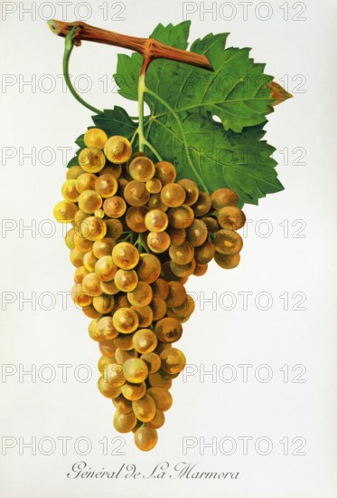 Ampelograhie. grape variety science. oenology. viticulture. grape. vine. General de la Marmora grape. digitally enhanced reproduction of a model by Jules Tronca (1855 to 1915). historical
