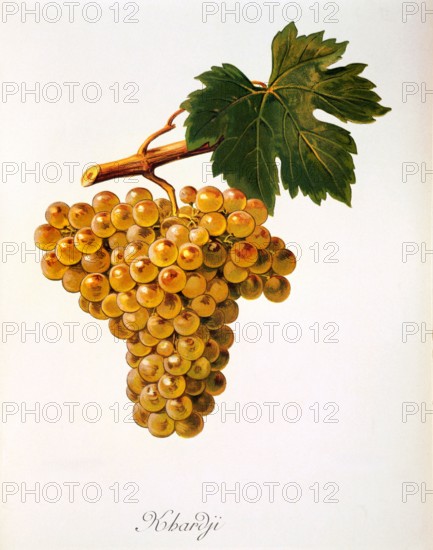 Ampelograhie. grape variety science. oenology. viticulture. grape. vine. Khardji grape. digitally enhanced reproduction of a model by Alexis Kreyder (1839 to 1912). historical