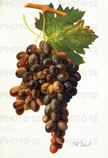 Ampelograhie. grape variety science. oenology. viticulture. grape. vine. Henab Noir grape. digitally enhanced reproduction of a model by Jules Tronca (1855 to 1915). historical