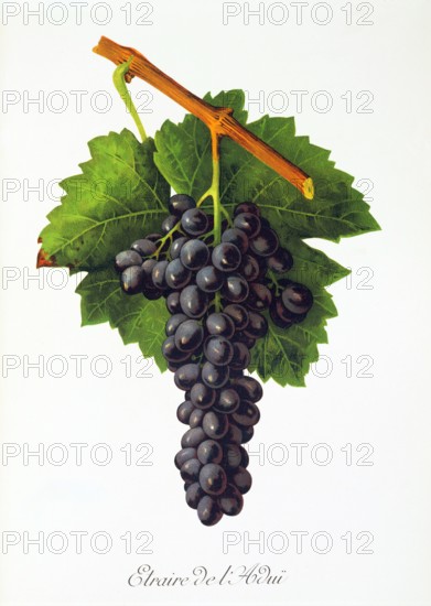 Ampelograhie. grape variety science. oenology. viticulture. grape. vine. Etraire del'Adui grape. digitally enhanced reproduction of a model by Jules Tronca (1855 to 1915). historical