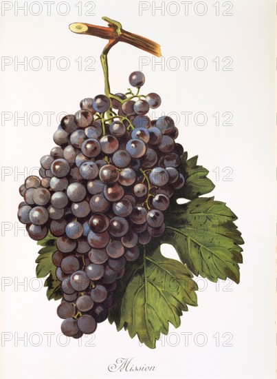 Ampelograhie. grape variety science. oenology. viticulture. grape. vine. Mission grape. digitally enhanced reproduction of a model by Alexis Kreyder (1839 to 1912). historical