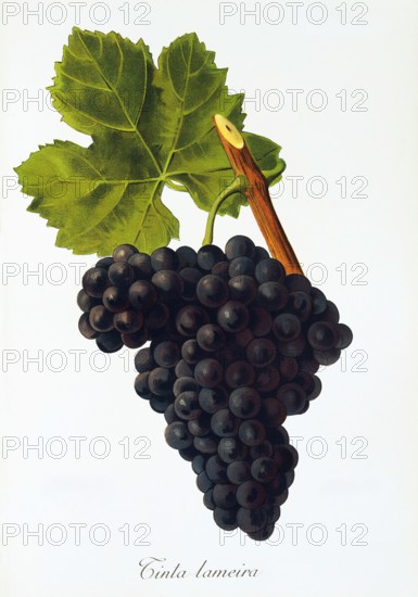 Ampelograhie. grape variety science. oenology. viticulture. grape. vine. Tinta Lameira grape. digitally enhanced reproduction of a model by Jules Tronca (1855 to 1915). historical